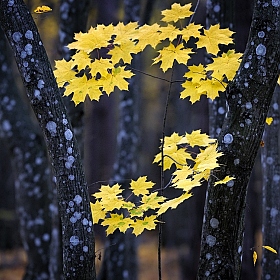 фотограф Николай Никитин. Фотография "в осеннем лесу"