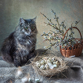 1 марта - Всемирный день кошек | Фотограф Ирина Приходько | foto.by фото.бай