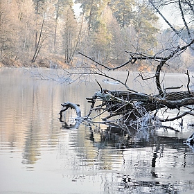 фотограф Владимир Мамсиков. Фотография "Убитое дерево"