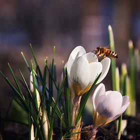фотограф Юлия Кранина. Фотография "весна"