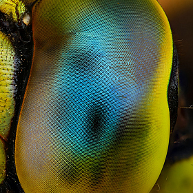 Глаз стрекозы | Фотограф Андрей Шаповалов | foto.by фото.бай