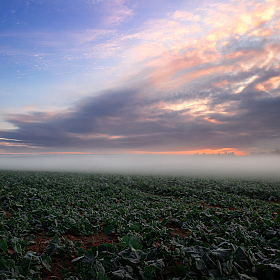 Рассвет в поле | Фотограф Сергей Шабуневич | foto.by фото.бай