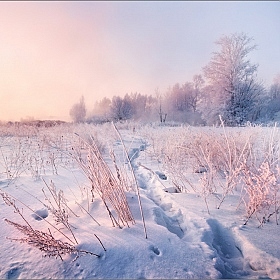 Фрагмент морозного утра | Фотограф Влад Соколовский | foto.by фото.бай