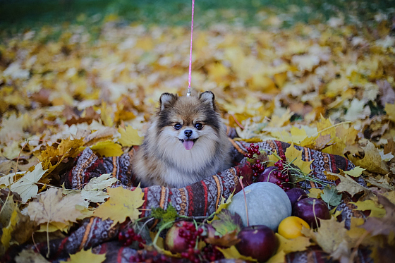 Фотограф Настя Шубина, фотография добавлена 26.11.2018