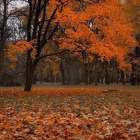 фотограф Диана Буглак-Диковицкая. Фотография "Осенняя тёплая грусть"