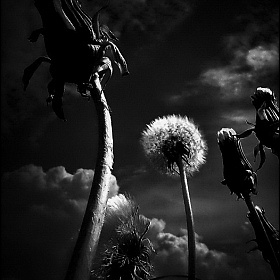 Одуванчики и небо | Фотограф Диана Буглак-Диковицкая | foto.by фото.бай