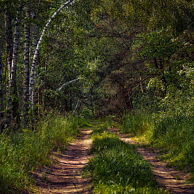 Про лето в лесу | Фотограф Сергей Шабуневич | foto.by фото.бай