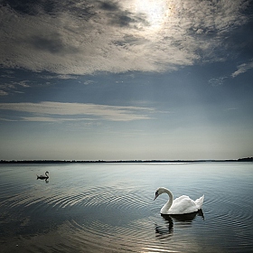 фотограф Danny Vangenechten. Фотография "Swan Lake"