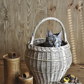 фотограф Андрей Величкевич. Фотография "Натюрморт с котом"