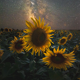 фотограф Дмитрий Захаров. Фотография "Под светом далёких звёзд"