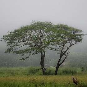 фотограф Edward Berelet. Фотография "Туманное утро Шри-Ланки."