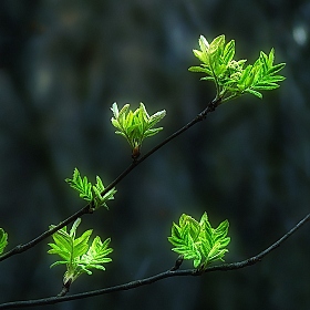 Свет весны | Фотограф Александр Чиж | foto.by фото.бай