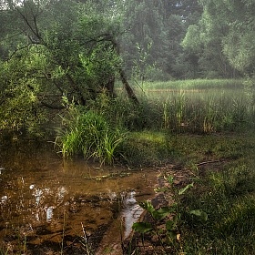 фотограф Сергей Шабуневич. Фотография "Безсюжетный лесной этюд"
