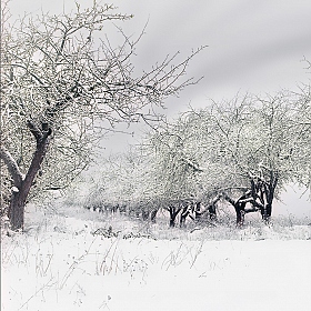 фотограф Яўген Sagin. Фотография "Зимний сад, ..., все вокруг деревья спят..."