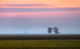 Параллели, деревья и рассвет | Фотограф Сергей Шабуневич | foto.by фото.бай