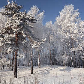 Зимняя прелесть! | Фотограф Mihail | foto.by фото.бай