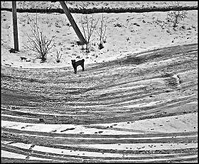 Чёрная полоса (не считая собаки) | Фотограф Anton mrSpoke | foto.by фото.бай