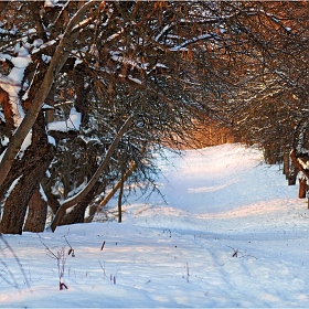Зимний сад | Фотограф Сергей Шабуневич | foto.by фото.бай