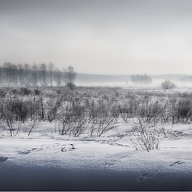 Зайцы в тумане | Фотограф Сергей Шабуневич | foto.by фото.бай