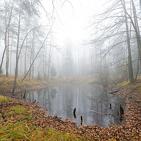 В лесу | Фотограф Стас Аврамчик | foto.by фото.бай