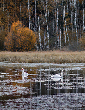 Лесное озеро | Фотограф Сергей Шабуневич | foto.by фото.бай