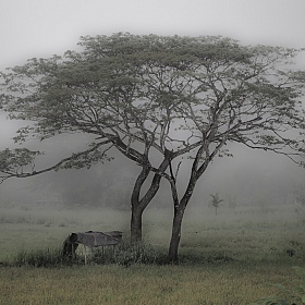 фотограф Edward Berelet. Фотография "Природа Шри-Ланки."