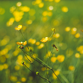 фотограф Александр Владимирович. Фотография "Yellow Flowers"