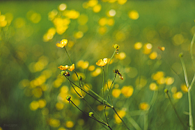 Yellow Flowers | Фотограф Александр Владимирович | foto.by фото.бай