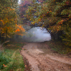 Октябрь в лесу | Фотограф Сергей Шабуневич | foto.by фото.бай