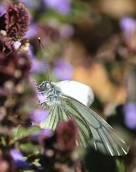 Бабочка | Фотограф Александр Денисов | foto.by фото.бай