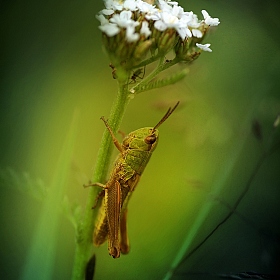 фотограф Лариса Пашкевич. Фотография "В траве сидел кузнечик"