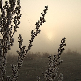 фотограф Виктор Позняков. Фотография "Туманным утром"