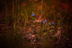 В траве.... | Фотограф Сергей Кондрачук | foto.by фото.бай