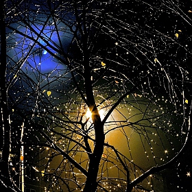 фотограф Владислав Рогалев. Фотография "луна, дерево, фонарь и капли после дождя"