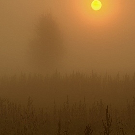 фотограф Андрей Величкевич. Фотография "Ёжик в тумане"