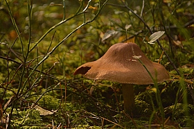 Вот такой грибочек | Фотограф Алина Герасимович | foto.by фото.бай