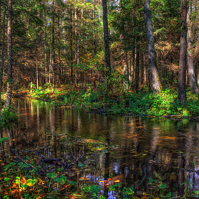 Лесной ручей | Фотограф Сергей Шабуневич | foto.by фото.бай