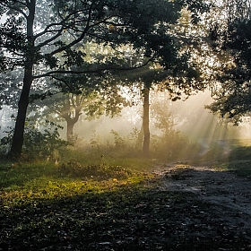 Утренний туман | Фотограф Вiктар Стрыбук | foto.by фото.бай