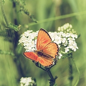 фотограф Алексей Жариков. Фотография "бабочка"