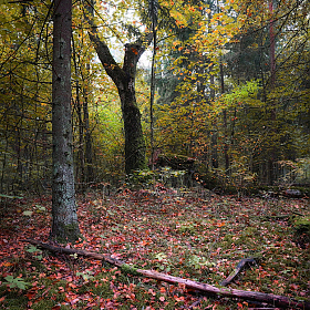 Лес | Фотограф Сергей Шабуневич | foto.by фото.бай