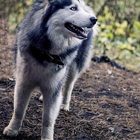 фотограф Наталья Солонович. Фотография "Голубой пёс"