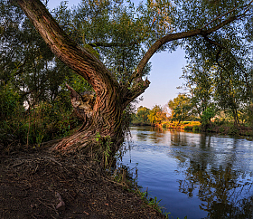 Дерево у реки | Фотограф Сергей Шабуневич | foto.by фото.бай