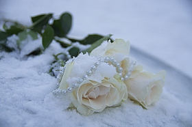 Жемчужно-снежные розы | Фотограф Алеся Пушнякова | foto.by фото.бай