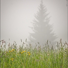 фотограф Юрий Купреев. Фотография "Ёжик в тумане."