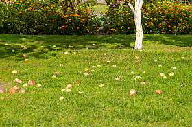 Спелые яблоки в траве | Фотограф Александр Светогор | foto.by фото.бай