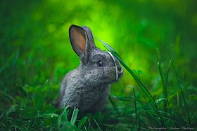 Кролики - это не только ценный мех! | Фотограф Andrew Shokhan | foto.by фото.бай