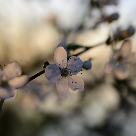 фотограф Александр Базылик. Фотография "весна, весна...."