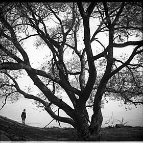 фотограф Виктория Ракитская. Фотография "старое дерево"