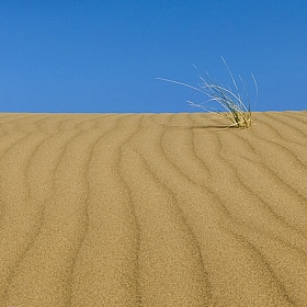 одинокое растение... | Фотограф Rustam Mollayew | foto.by фото.бай