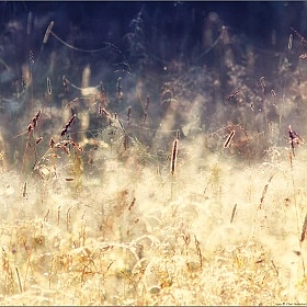 Мне снилось лето ...... | Фотограф Влад Соколовский | foto.by фото.бай